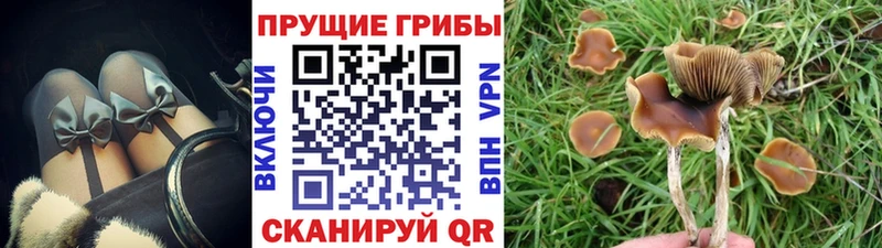 цены наркотик  Бирюч  shop как зайти  Псилоцибиновые грибы мицелий 